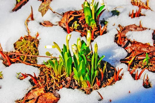 Spring in the garden