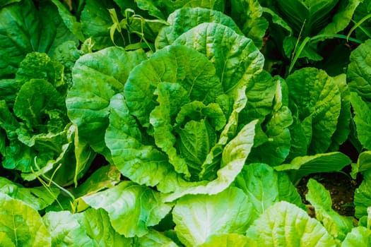 Close up Vegetable Garden Vegetable Greenhouse Lettuce agriculture healthy organic industry