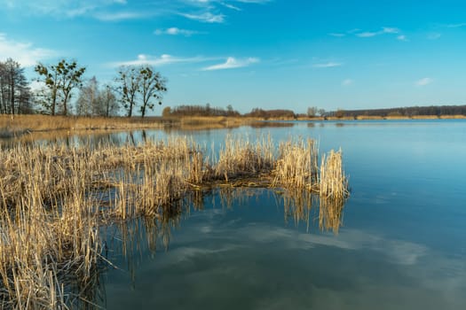 Dry reeds in the lake water and the clear sky, Stankow, Poland