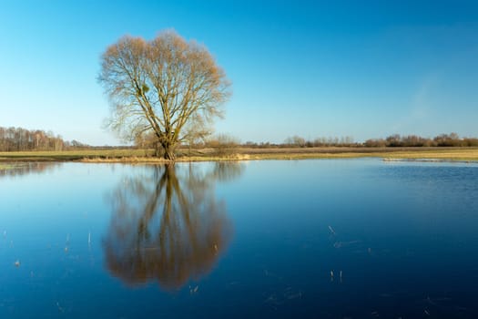 Reflection of a tree in the water in the meadow, Nowiny, Poland