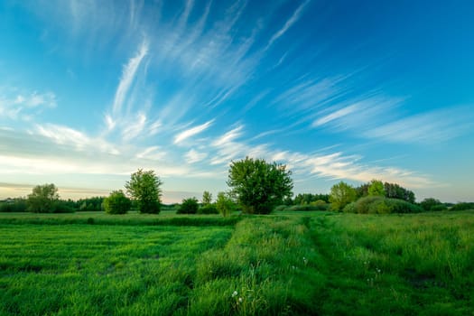 Green field with bushes and white clouds on a blue sky, Nowiny, Lubelskie, Poland
