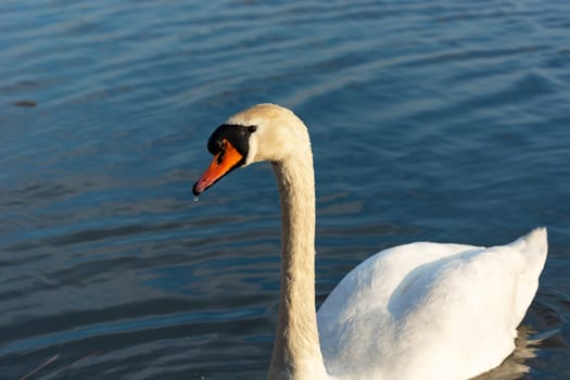 A white swan on a background of water, Stankow, Poland