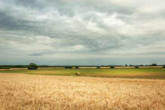 Field with grain and gray clouds in the sky, summer view