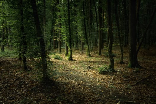 A dark and gloomy forest with green leaves, summer view