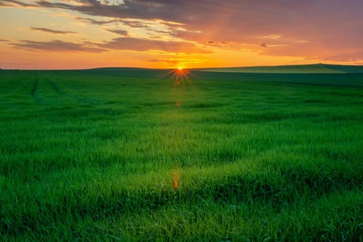 Beautiful green large field and colorful sunset, Staw, Lubelskie, Poland