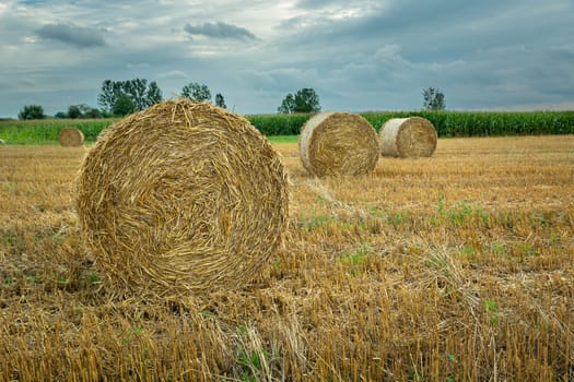 Round hay bales in the field and cloudy sky, Nowiny, Poland