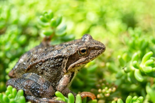 Brown frog in green plants, close-up portrait, summer view