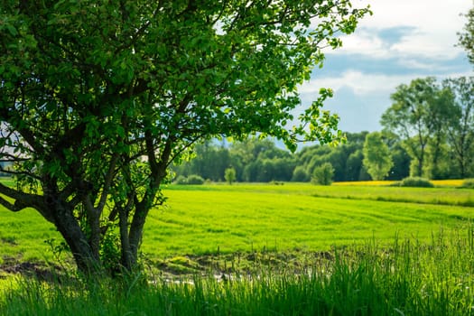 Green tree in the foreground, field and forest, Zarzecze, Lubelskie, Poland