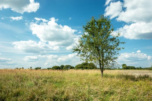 Tree on the meadow and white clouds against the blue sky, Zarzecze, Poland