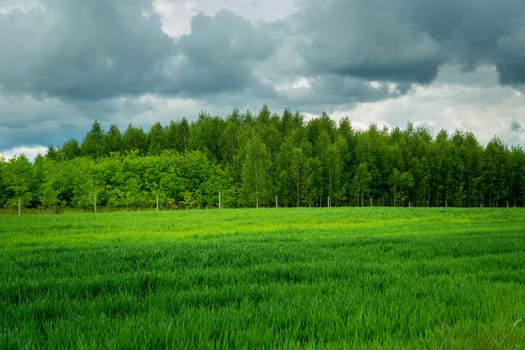 Green field, forest and gray clouds on the sky, Zarzecze, Lubelskie, Poland