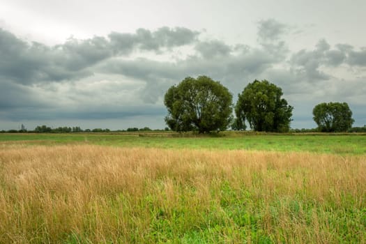 Wild meadow with trees and gray clouds, Nowiny, Poland