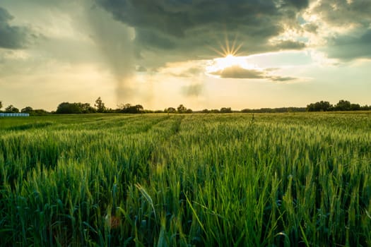 Green wheat and sun under a cloud with rain, Nowiny, Lubelskie, Poland
