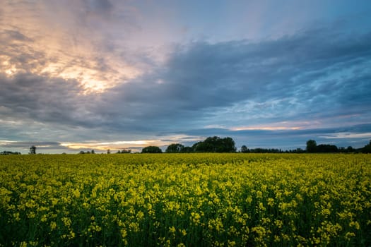 Rapeseed field and colorful clouds during sunset, Zarzecze, Lubelskie, Poland