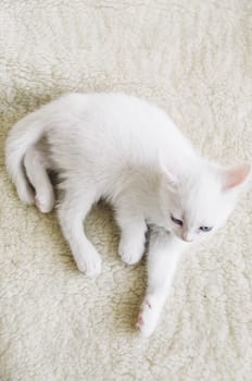 Beautiful white little kitten on the white wool background
