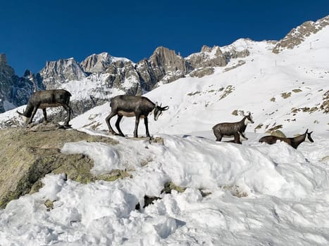 Chamois at the snowshoe camp at Pavillon Mountain station along the Skyway Monte Bianco at Courmayeur town, Italy. It is a cable car in the italian Alps, linking the town of Courmayeur with Pointe Helbronner on the southern side of the Mont Blanc massif