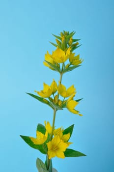 Lysimachus on a blue background