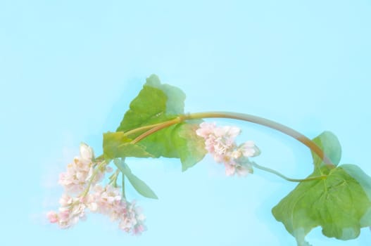 buckwheat flowers on a blue background