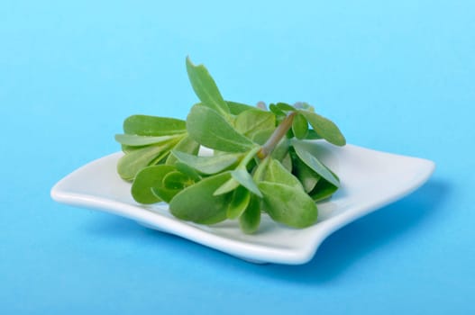 purslane in a saucer on a blue background