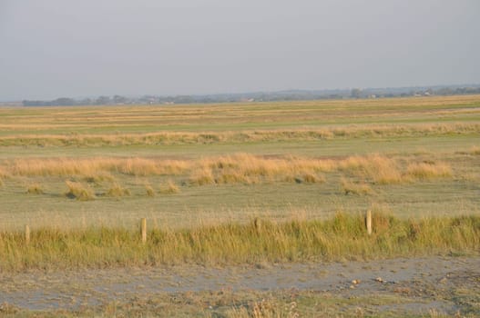 Salt marshes of the bay of  Mont Saint Michel