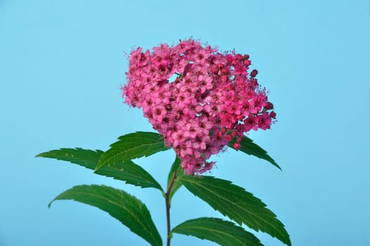 A bungei clerodendron studio shot