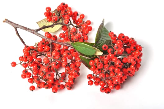 Cotoneaster fruit on a white background