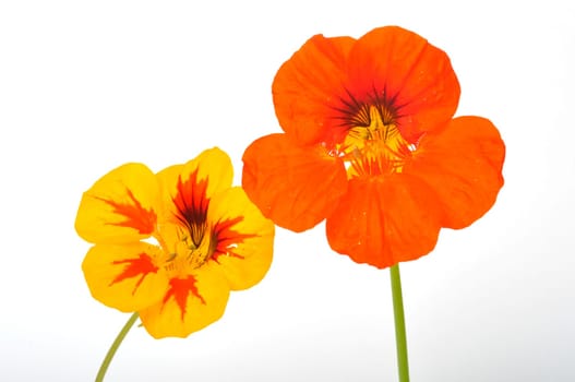 nasturtiums on a white background