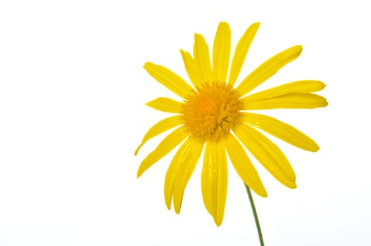 savannah daisies on a white background