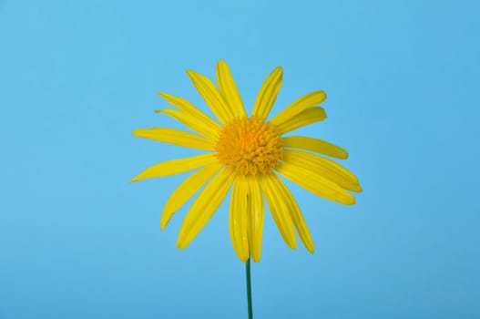 savannah daisies on a blue background