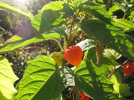 Physalis