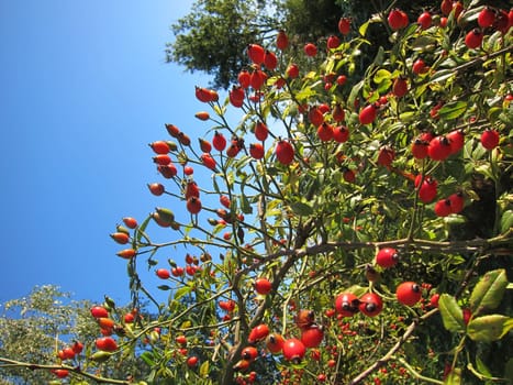 Fruit of rosebush