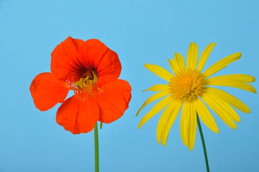savannah daisies and nasturtiums on a blue background
