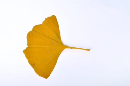 ginkgo biloba leaf on a white background
