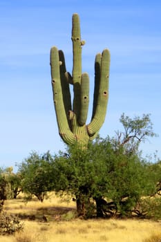 Saguaro Cactus cereus giganteus in Arizona Sonora desert