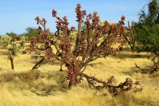 Buckhorm cholla Cactus Cylindropuntia acanthocarpa in Arizona Sonora desert