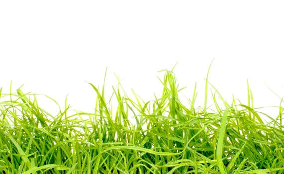Fresh green grass with copy space