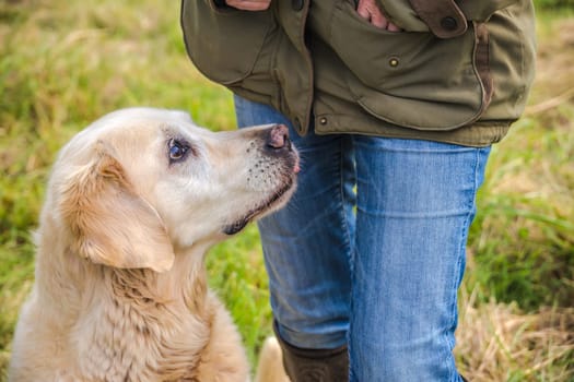 Detail of an elderly Golden Retriever begging for a dog treat