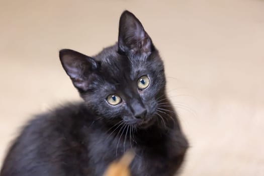 Portrait from beautiful black baby Kitten .