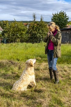 Dog trainer trains a golden retriever on a meadow in autumn.