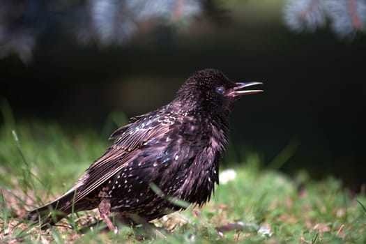 The common starling or European starling (Sturnus vulgaris), also known simply as the starling
