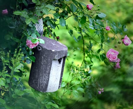 birdhouse on a tree framed by a pink rambler rose with a great tit poking out of it
