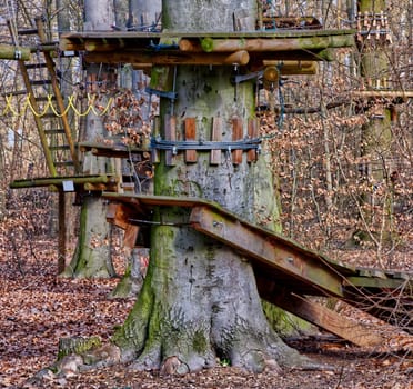 trees with many climbing challenges in wintertime