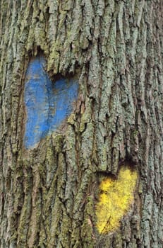 close-up view of two hearts engraved in a tree trunk and coloured in blue and yellow