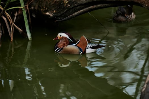 Duck with open wings on a pond. Duck flying over a pond. Duck with open wings. Wild duck. Wild Fauna