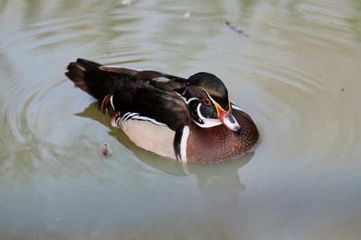 Duck with open wings on a pond. Duck flying over a pond. Duck with open wings. Wild duck. Wild Fauna