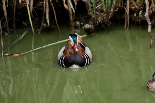Duck with open wings on a pond. Duck flying over a pond. Duck with open wings. Wild duck. Wild Fauna