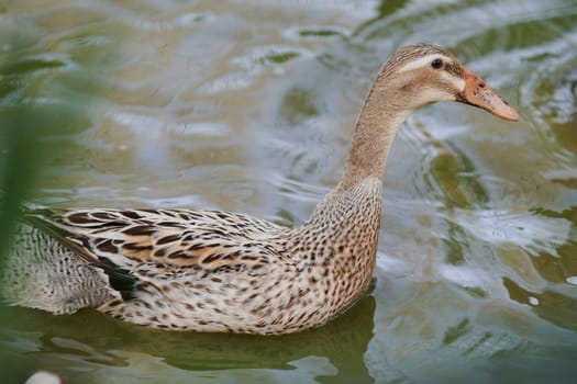 Duck with open wings on a pond. Duck flying over a pond. Duck with open wings. Wild duck. Wild Fauna