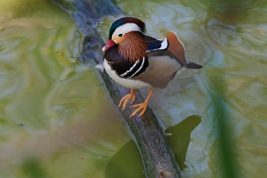 Duck with open wings on a pond. Duck flying over a pond. Duck with open wings. Wild duck. Wild Fauna