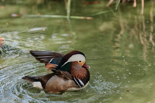 Duck with open wings on a pond. Duck flying over a pond. Duck with open wings. Wild duck. Wild Fauna