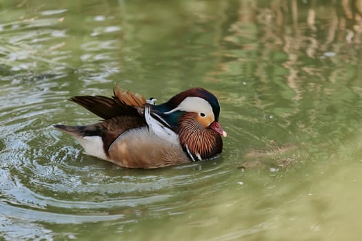 Duck with open wings on a pond. Duck flying over a pond. Duck with open wings. Wild duck. Wild Fauna