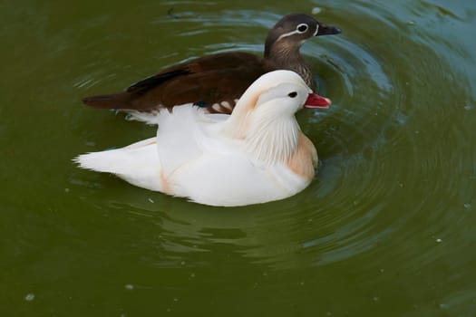 Duck with open wings on a pond. Duck flying over a pond. Duck with open wings. Wild duck. Wild Fauna